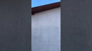 Подшивка свесов крыши планкеном лиственница