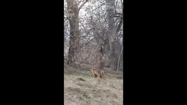 Ребята, это настоящая лиса! Guys, this is a real fox!