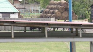 07.05.2025г.Абаканский Ипподром Квалификационный заезд для лошадей рысистых пород старшего возраста