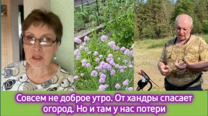 Совсем не доброе утро. Спасаюсь от хандры на огороде. Но и там у нас потери