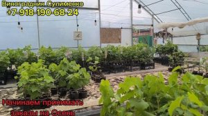 Высадка школки 2025!