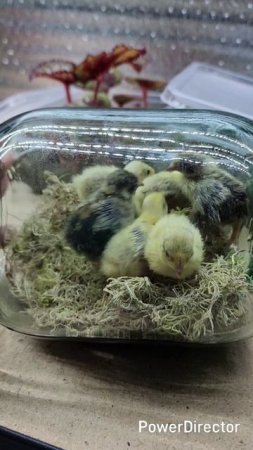 Домик для перепелят 😊