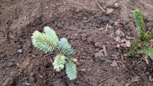 Купила очень красивые ёлочки: Глаука Глобоза, Ридал, Б?
