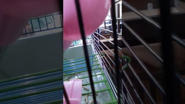 (новое видео) хомяк