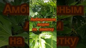 Амбициозным людям на заметку