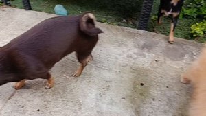 Печенье от Юлиии, проводим дегустацию.