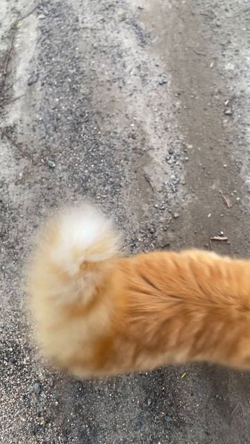 Питомник ВЕО Валентлайф - Наш сибирский кот Тор пришел охранять нашу Хлою. май 2025г