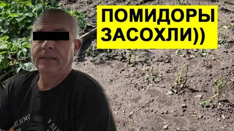 Обзоры СК- СЕМЬЯ СЫТНИК. СВЕТЛАНА NАПИЛАСЬ И НЕДОВАРИЛА БОРЩ. ПОМИДОРЫ ЗАСОХЛИ