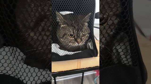 стрижка кошек#что за лев этот тигр#Персик и Мимишка смотреть онлайн