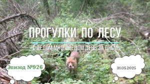 Прогулки по лесу День за днем с дедом Многоведом 31 мая 2025г Эпизод 926