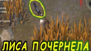 ПОЙМАЛ УГОЛЬНУЮ ЛИСУ | СЮЖЕТКА В Last Day on Earth: Survival #нетблокировкелесты
