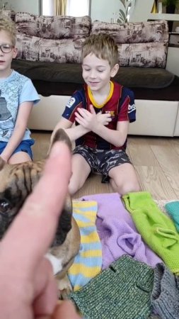 Засиделись в гаджетах #французскийбульдог #собакиприколы #собаки #бульдоги