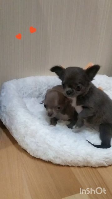 лиловая чихуахуа в продаже