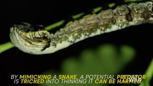 The Caterpillar That Looks Like a Snake | Untamed