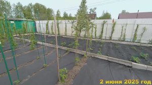 7 соток. Сколько времени в день занимает работа с клубникой и малиной?Хроника 2 июня 2025 год. 2 ч.