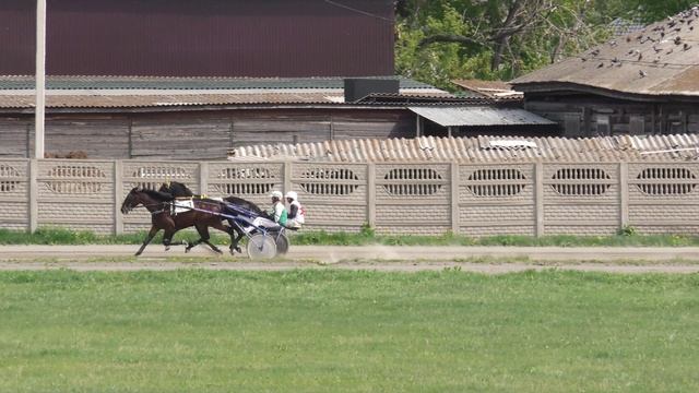 17.05.2025г.Абаканский Ипподром лошади 2-х лет рысистой породы 1600м