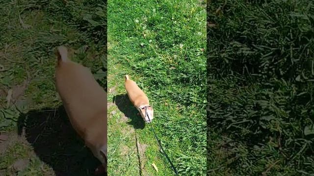 Сеня любит гулять вдоль проспекта, там места больше😁