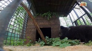 ЗНАКОМСТВО МЕДВЕЖЬИХ БАРЫШЕНЬ
