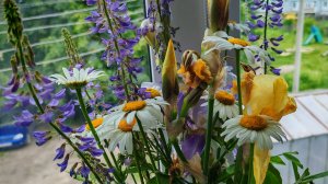 Букет летних полевых цветов, в деревню пришло лето, счастье и уют жизни в деревне