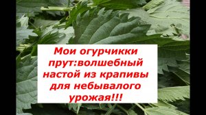 Проверено на себе: как я подкармливаю огурцы крапивой для обильного плодоношения. #огурцы #подкормка