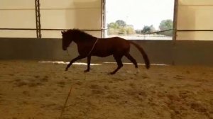 Работа лошади на лонже галоп