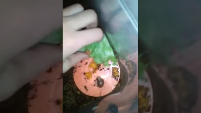 Как дела у моих улиток? Переезд малышей. Маленький уго? смотреть онлайн