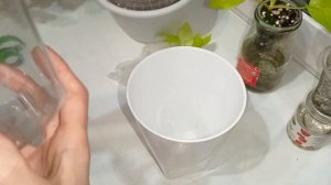 пересадка филодендрон ГОЛД САТИН на фитильный полив в