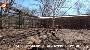 Куры несушки свободного выгула и их обычная куриная рутина – эпизод (390)