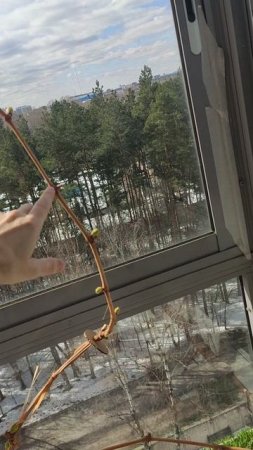Виноград на балконе 12.04.2025