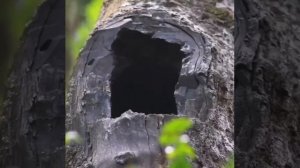 🦉 Лемуры могут впадать в спячку на длительные периоды, когда это необходимо. В это время темпера...