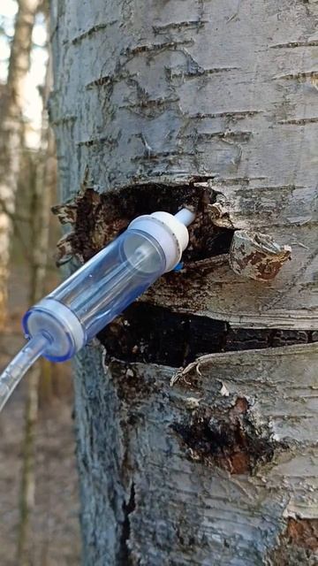 Сбор берёзового сока идёт полным ходом. #рекомендации смотреть онлайн