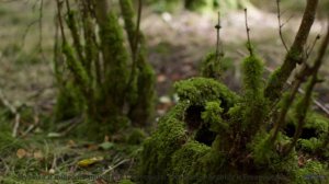 Никто не останется равнодушным к такому сочетанию - The Ambulance -- Vulpiano Records Artists -- Sam