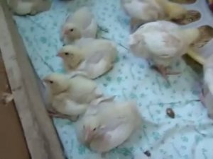 Куры Бройлеры Хаббард 12 дней.