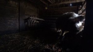 ЛЮДИ НЕ ПОВТОРЯЙТЕ МОИ ОШИБКИ!!! ЖИЗНЬ в ОТДАЛЕННОЙ от ЦИВИЛИЗАЦИИ БЕЛОРУССКОЙ ДЕРЕВНЕ