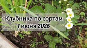 🍓 Клубника по сортам. Цветение.  Джоли, Елизавета, Елизавета II, Азия, Мурано, Мармолада, Эльсанта