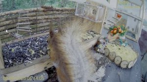 Белочка проголодалась- очень рано прибежала кушать