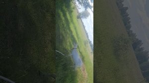 Зааненская козочка знакомимся