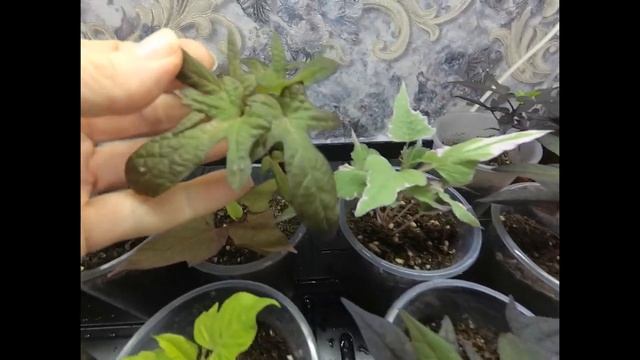 Ипомея батат.Зимнее содержания в квартире.Размножение .Уход. Ампельные растения для сада.