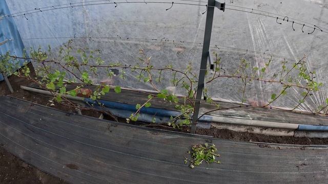 Открытие нового виноградного сезона 2025 г. Как чувствует себя виноградник после заморозков?