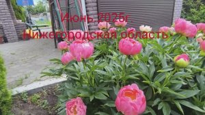 2-06-2025г.Жизнь в деревне 🏡 Хроника дня.
