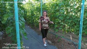 Выращивание молодых саженцев винограда - удобрение, полив, пасынки, защита от болезней (Пузенко Н.)
