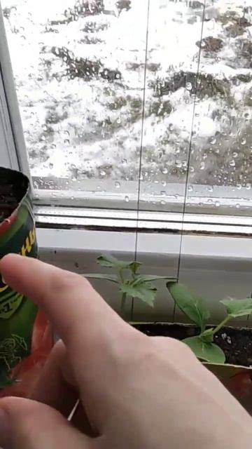 Огурцы на подоконнике.