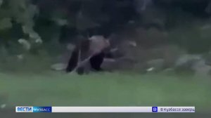 Сразу в нескольких районах Кузбасса заметили медведей