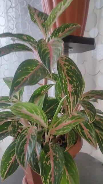 Мой зелёный уголок. смотреть онлайн