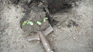 Как пересадить арбузы