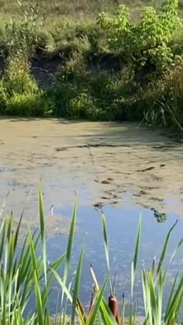 Вот это пакля😨💪 #fishing #рыболовная #щука #рыбалка #рыба смотреть онлайн