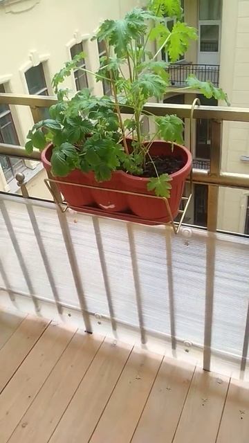 На балконе #август #палубнаядоска#поликарбонат смотреть онлайн