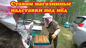 ВЫВЕЗЛИ ПЧЁЛ НА ТОЧЁК №1 И СТАВИМ МАГАЗИНЫ ПОД МЁД.