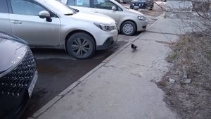 Уличный котик ест, и к нему пришла наглая ворона! ^^