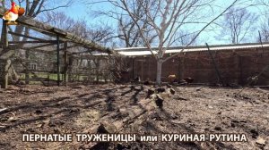 Куры несушки свободного выгула и их обычная куриная рутина – эпизод (391)